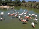 Bird Park Malta